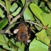 bat_fruit_lan_baa_v_0224_mal0276.jpg